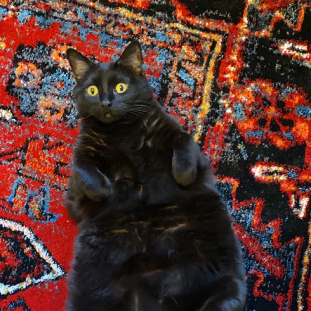 Meet your Posher, Elyse